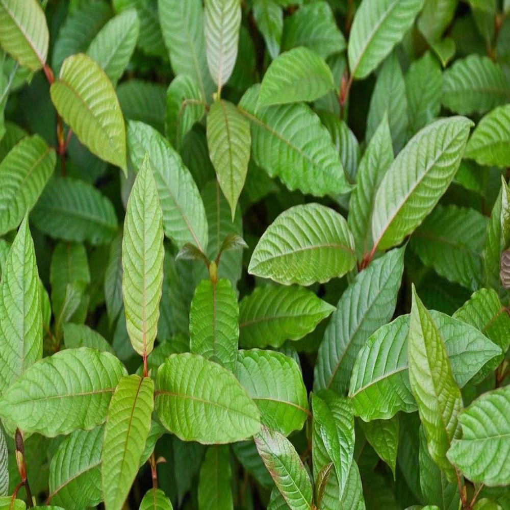 puri